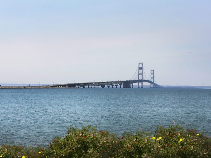 Mackinac Bridge viewed from shore with flowered bushes in the foreground