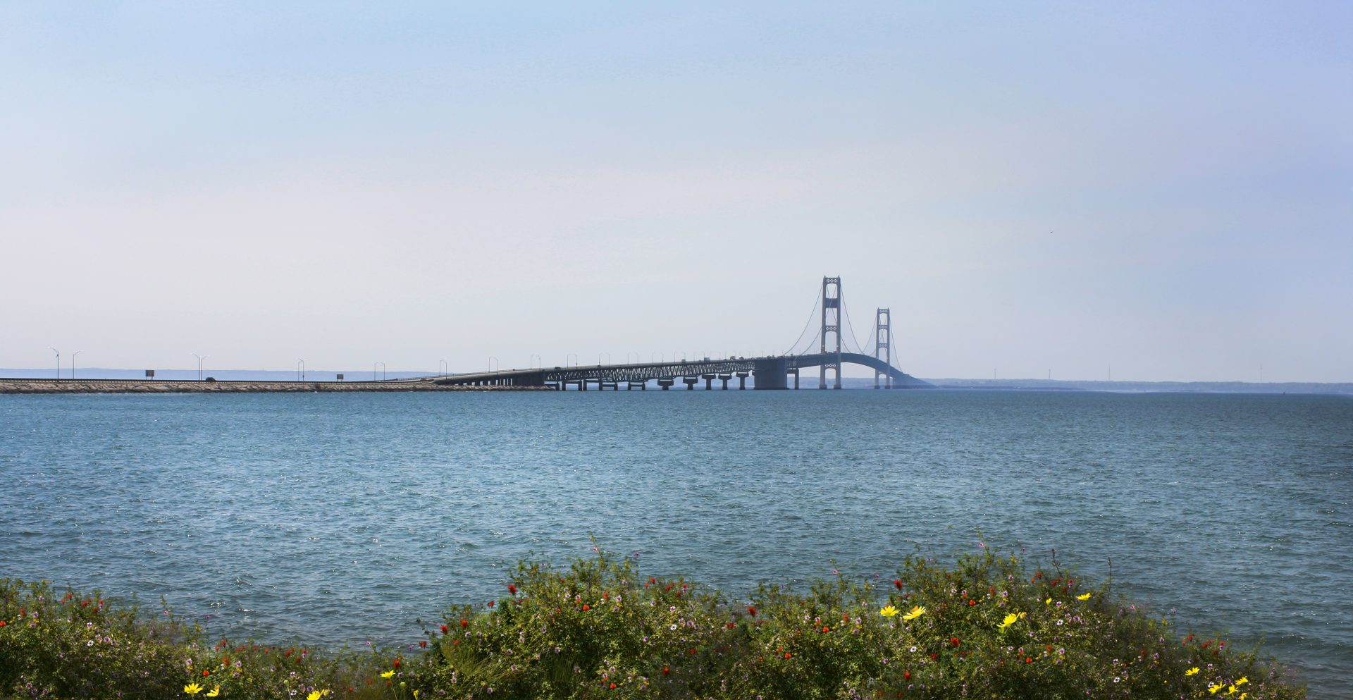 Mackinac Bridge viewed from shore with flowered bushes in the foreground